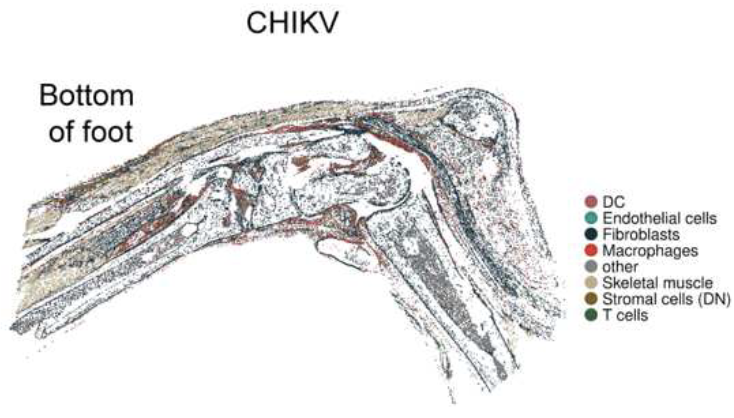 zarella-chikv.png